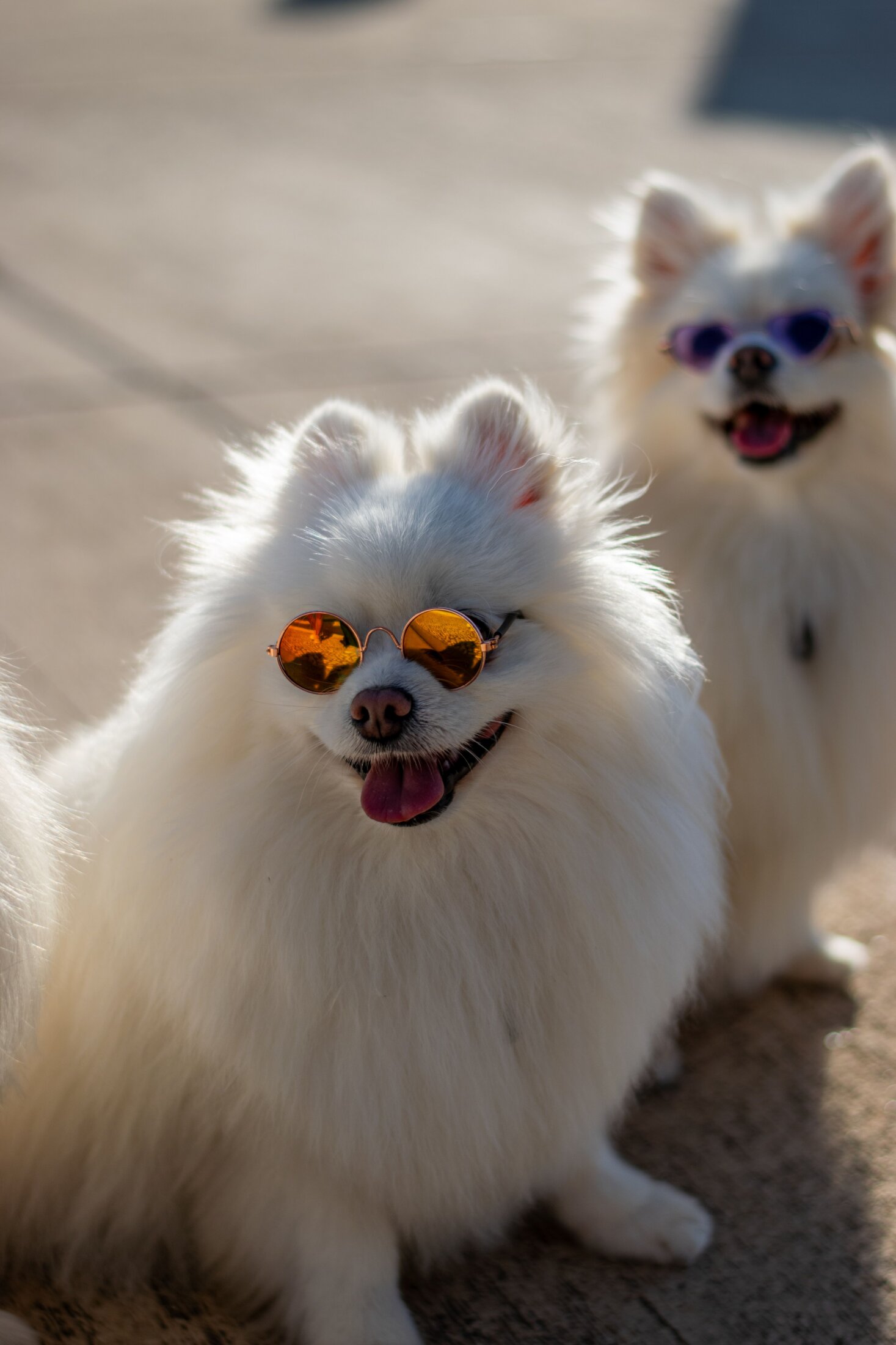 Two fluffy white dogs sat on the street together wearing sunglasses on a sunny day.