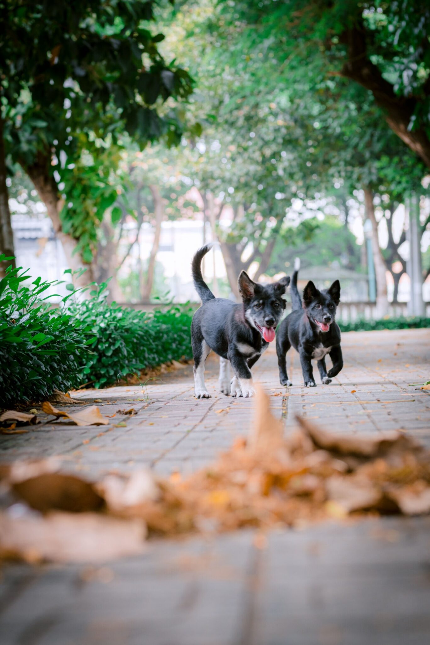 Two small black dogs walking together on a cobbled street with autumnal leaves.