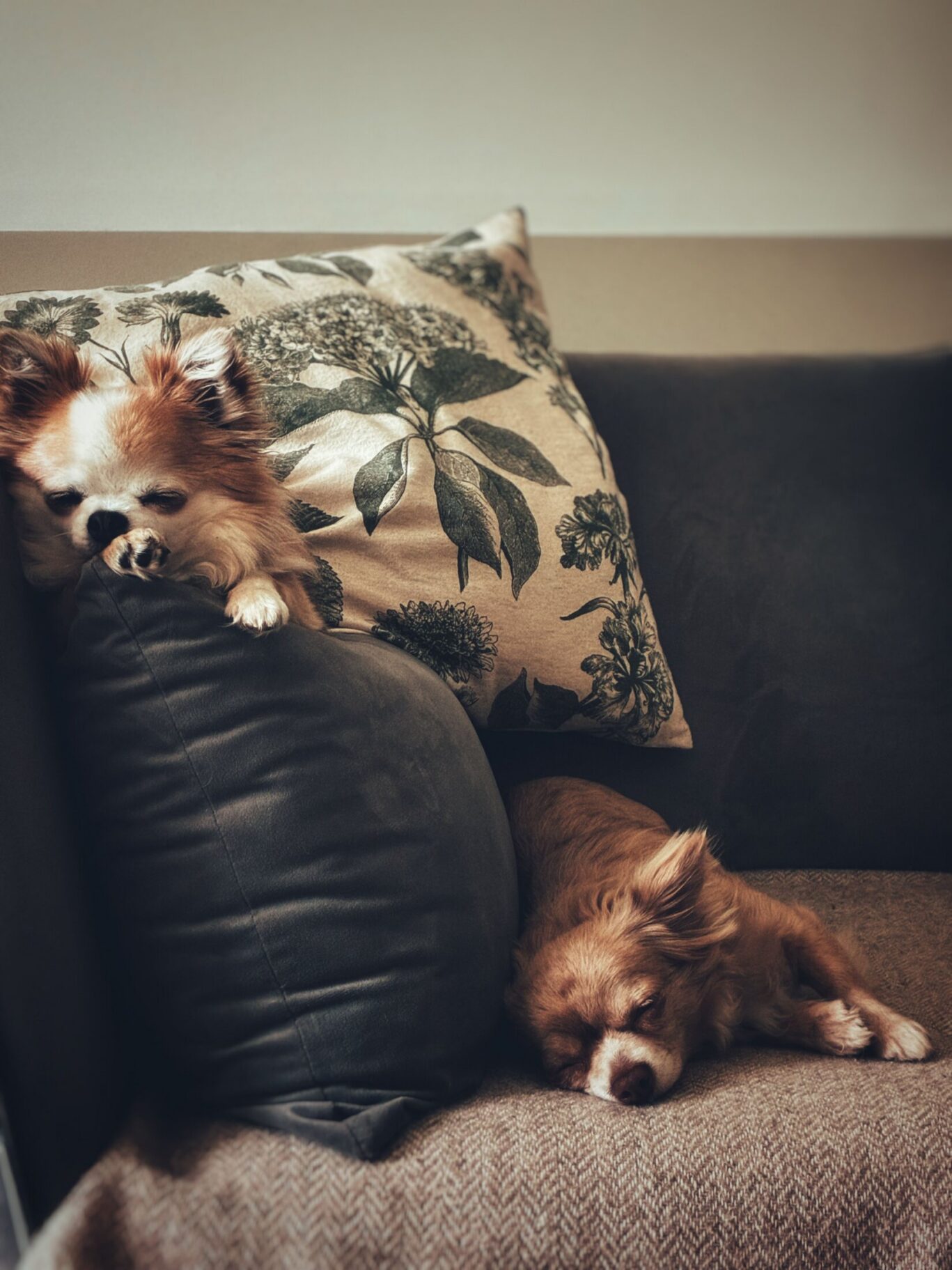 Two small dogs relaxing on a sofa with cushions.